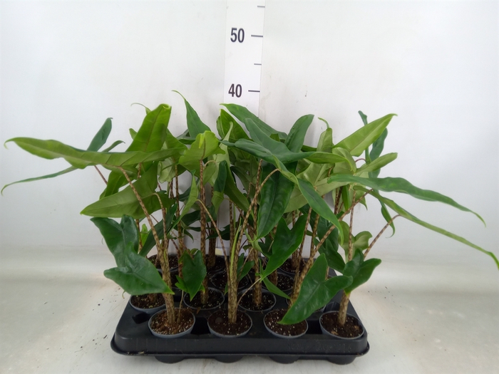 <h4>Alocasia zebrina</h4>
