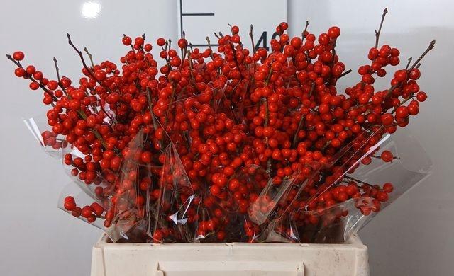 <h4>Ilex verticillata</h4>