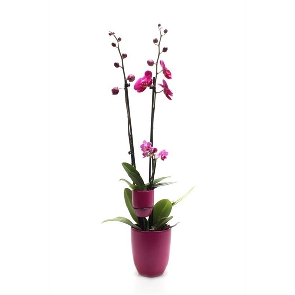 <h4>Hugo Lavender Phal Paars 2T+ Tiny Dolls 1T</h4>