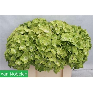 Hydr M Mag Noblesse 55cm