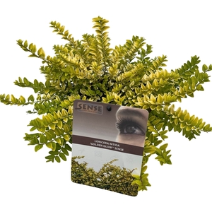 Lonicera nitida 'Golden Glow'® sense