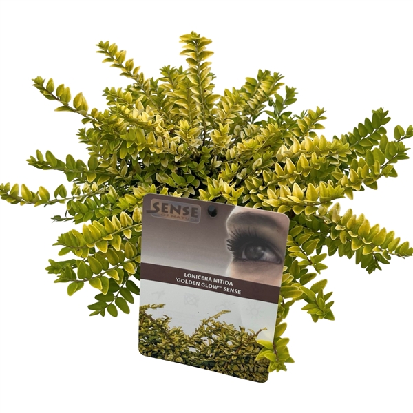 <h4>Lonicera nitida 'Golden Glow'® sense</h4>