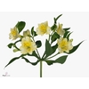 Alstroemeria gigi cream