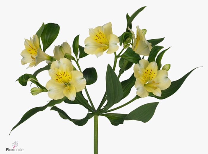 Alstroemeria gigi cream