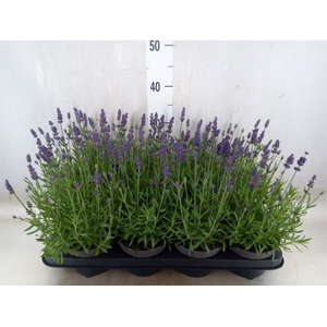 Lavandula angus. 'Lavance Purple'