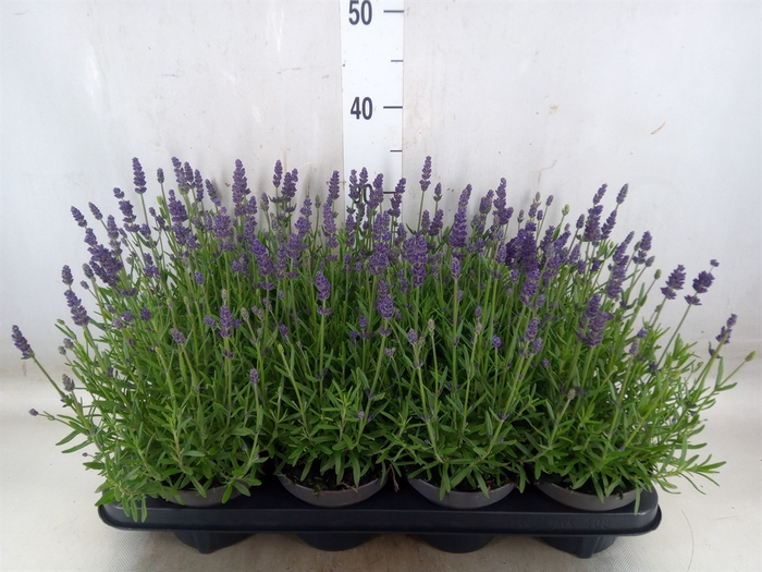 <h4>Lavandula angus. 'Lavance Purple'</h4>
