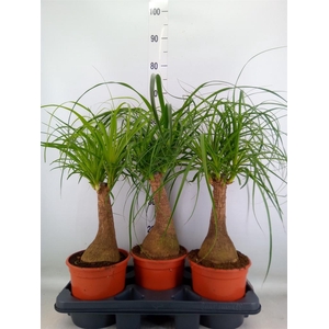 Beaucarnea recurvata