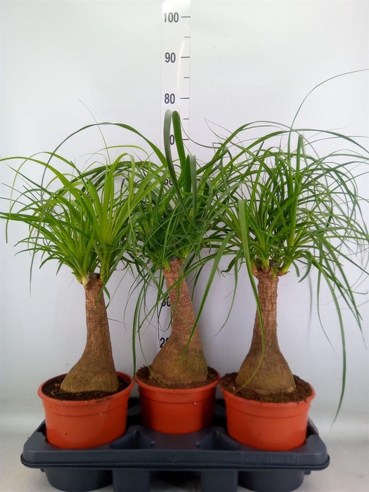 <h4>Beaucarnea recurvata</h4>