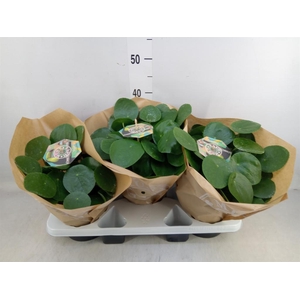 Pilea peperomioides
