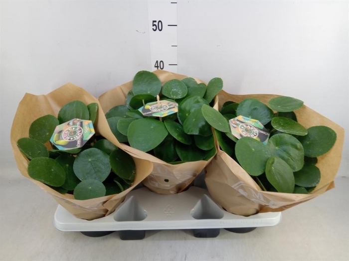 <h4>Pilea peperomioides</h4>
