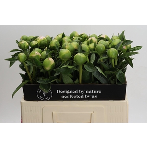 Paeonia Princess Bride