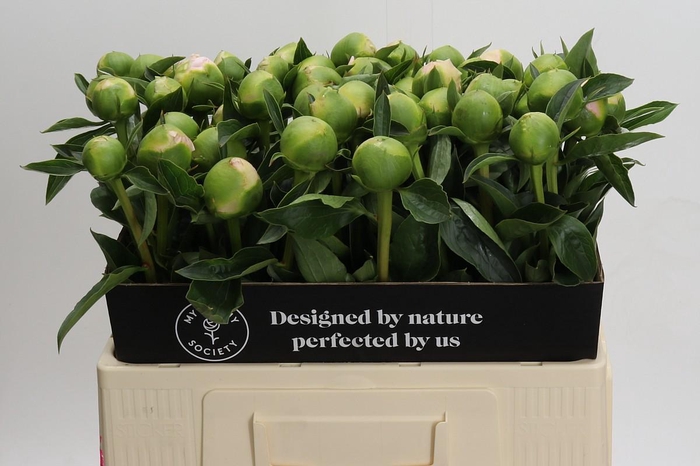 <h4>Paeonia Princess Bride</h4>