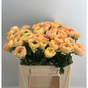 Ran Suc 1st Tuareg Salmone