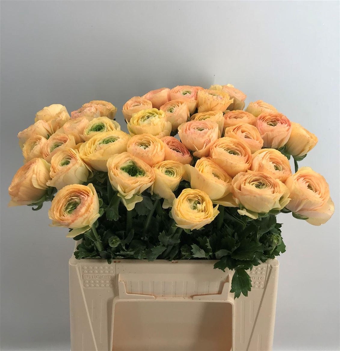 <h4>Ran Suc 1st Tuareg Salmone</h4>