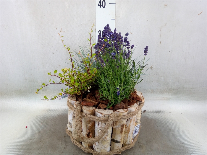 <h4>Arr.   Tuinplanten L%</h4>