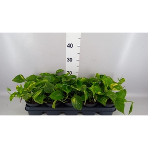 Epipremnum pinn. 'Aureum'