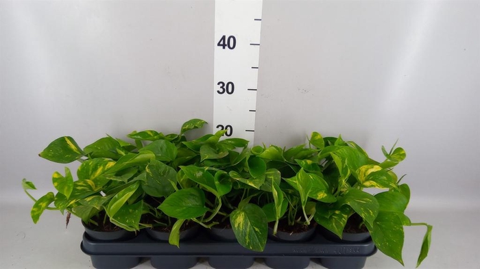 <h4>Epipremnum pinn. 'Aureum'</h4>