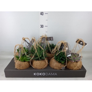 Succulents   ...mix 4