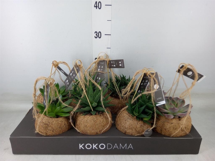 <h4>Succulents   ...mix 4</h4>