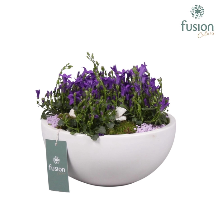 <h4>Keramieken moonschaal met arrangement Campanula 24uur levertijd</h4>