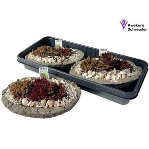 arr8 Arr Tuinplanten In Ovaal Beton