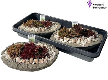 <h4>Arr Tuinplanten In Ovaal Beton</h4>