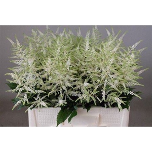 Astilbe Ja Washington