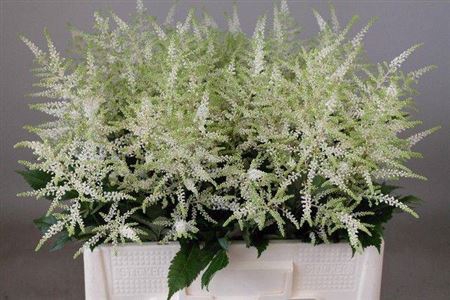 <h4>Astilbe Japonica Grp 'Whasingthon'</h4>