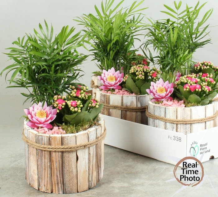 <h4>ARR KAMERPL</h4>