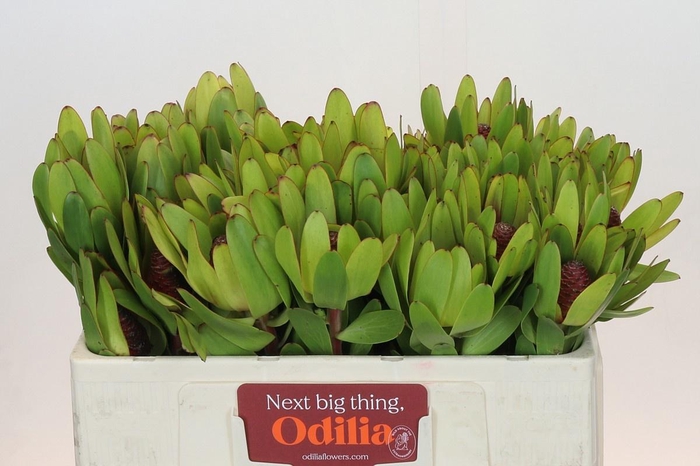 <h4>LEUCAD ROSETTE</h4>