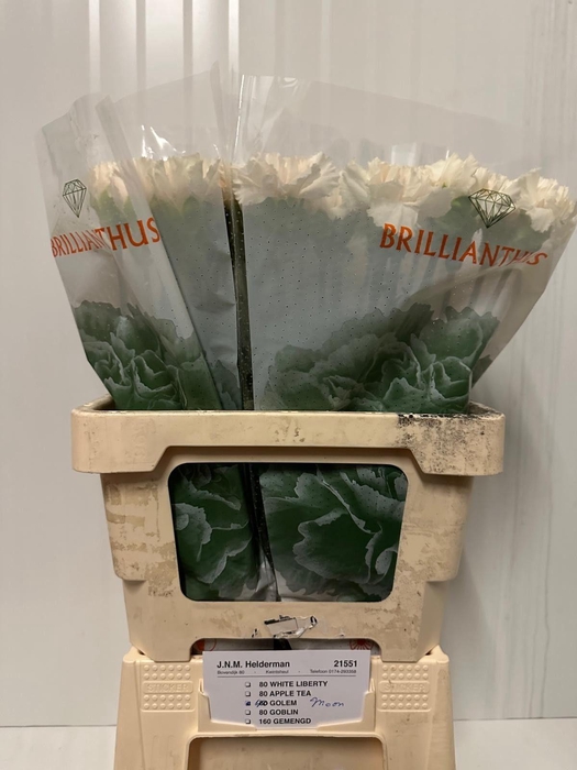 <h4>DI ST MOON GOLEM</h4>