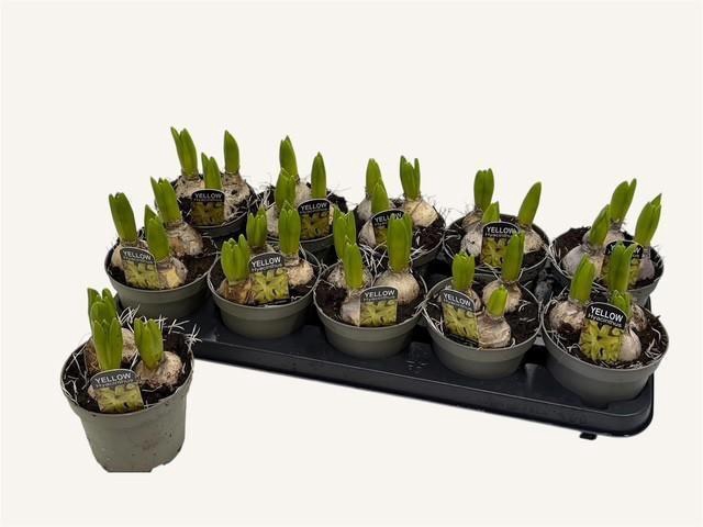 <h4>HYACIN YELLOWSTONE P12</h4>