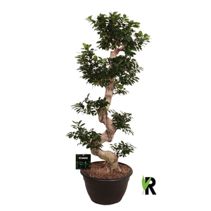 Ficus microcarpa 'Ginseng'
