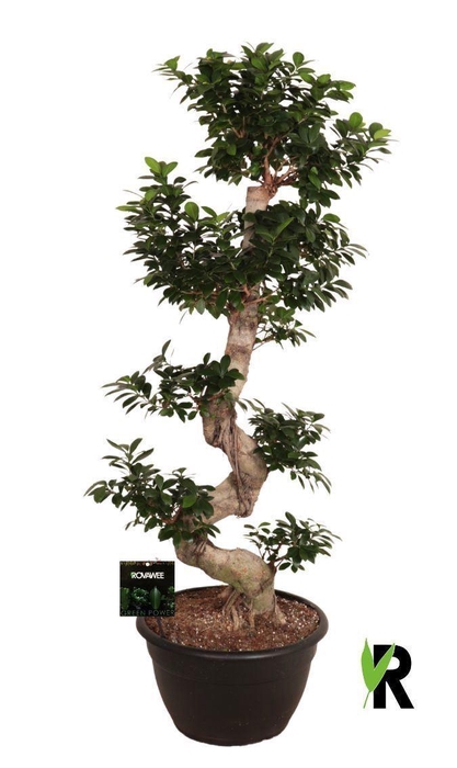 <h4>Ficus microcarpa 'Ginseng'</h4>