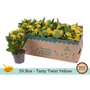 Celosia Tasty Twist Yellow in SV.Box