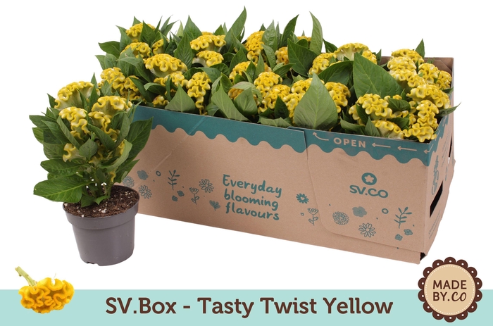 <h4>Celosia Tasty Twist Yellow in SV.Box</h4>
