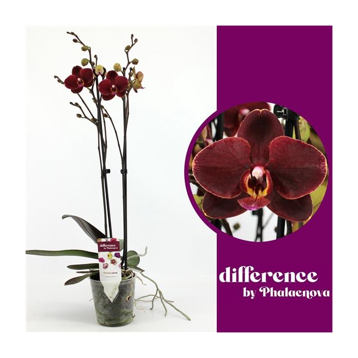 <h4>Ola 2-tak 60cm (GROEN)</h4>