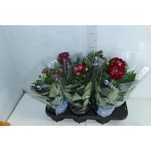 DAHLIA XXL P15