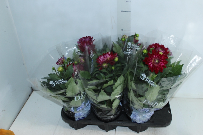 <h4>DAHLIA XXL P15</h4>