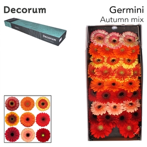 Germini Mix Autumn Doos