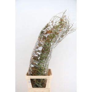ROSA CORALLO ORANGE 150CM
