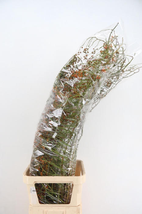 <h4>ROSA CORALLO ORANGE 150CM</h4>