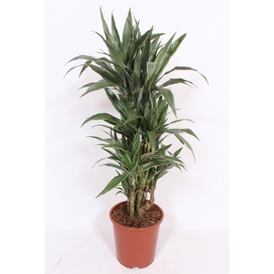 Dracaena Warneckei