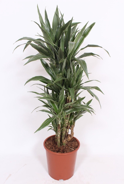 <h4>Dracaena Warneckei</h4>