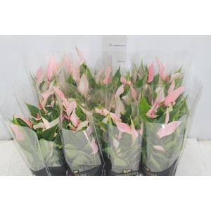 ANTHURIUM LILLI P09 PREMIUM
