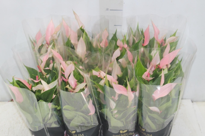 <h4>ANTHURIUM LILLI P09 PREMIUM</h4>