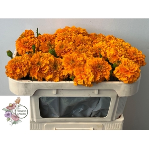 TAGE E CO DEEP ORANG