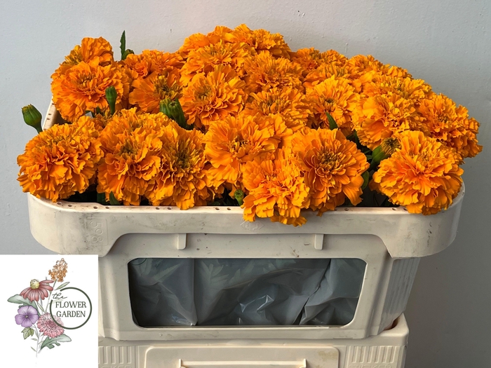 <h4>TAGE E CO DEEP ORANG</h4>