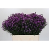 Aster Baby Pink