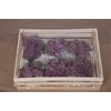 Wax Hydrangea Rosa\groen